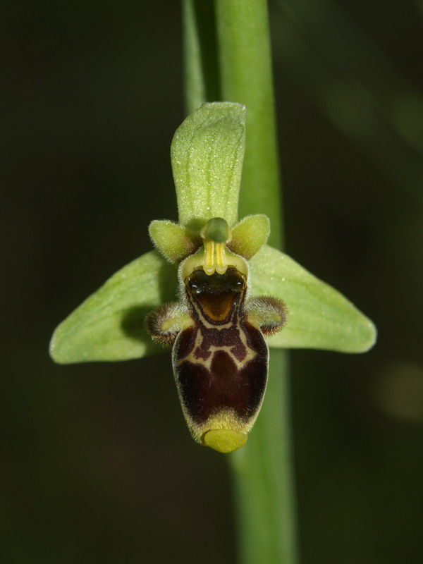 Ophrys conradiae - (1 parte)